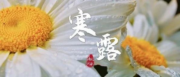 清风·传承丨寒露：君当如菊 高洁勇毅